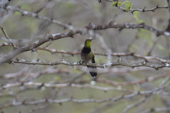 Anthracothorax aurulentus