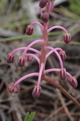Ledebouria ovalifolia