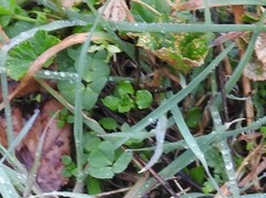 Medicago arabica