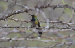 Anthracothorax aurulentus