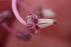 Ledebouria ovalifolia