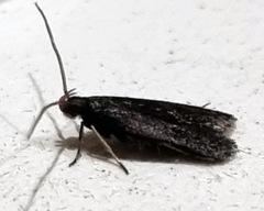 Lecithocera terrigena