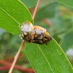Paropsisterna agricola