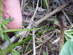 Ligusticum apiifolium