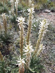 Pedicularis achilleifolia