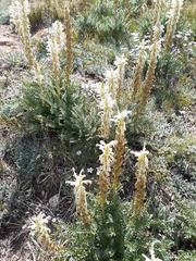 Pedicularis achilleifolia