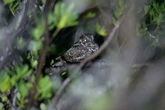 Antrostomus noctitherus