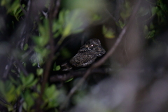 Antrostomus noctitherus