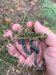Acacia torringtonensis