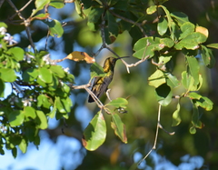 Anthracothorax aurulentus
