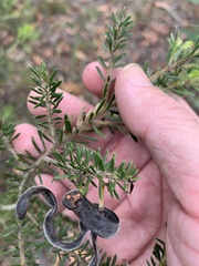 Acacia torringtonensis