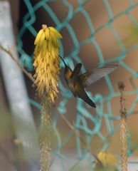 Anthracothorax aurulentus