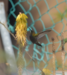 Anthracothorax aurulentus