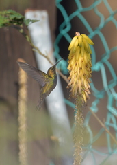 Anthracothorax aurulentus