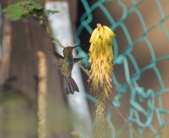 Anthracothorax aurulentus