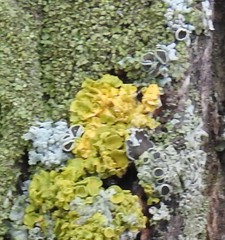 Parmelina carporrhizans