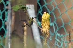Anthracothorax aurulentus