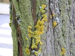 Parmelina carporrhizans