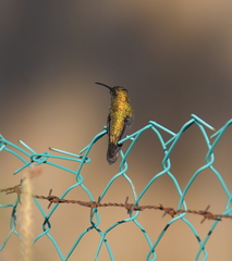 Anthracothorax aurulentus