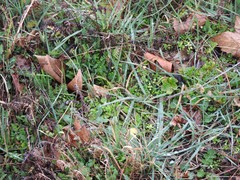 Medicago arabica