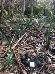 Asterophora mirabilis