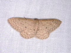 Idaea philocosma