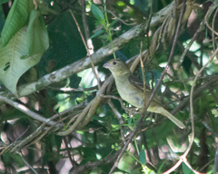 Sporophila frontalis