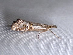 Hednota longipalpella
