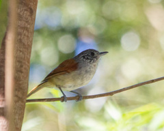 Dysithamnus xanthopterus