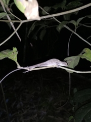 Anolis planiceps