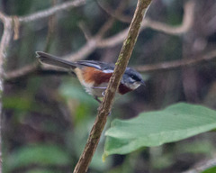 Castanozoster thoracicus