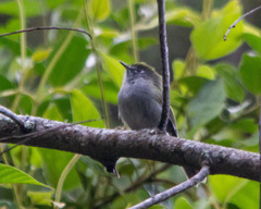 Pogonotriccus difficilis