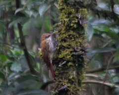 Lepidocolaptes squamatus