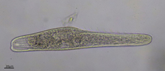 Spirostomum teres