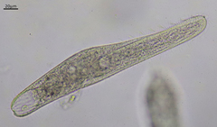 Spirostomum teres