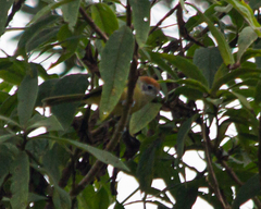 Hylophilus poicilotis