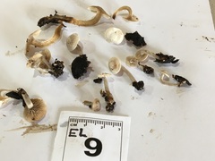 Asterophora mirabilis