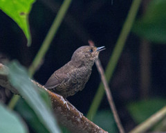 Scytalopus speluncae