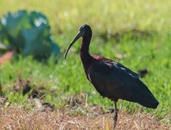 Plegadis falcinellus