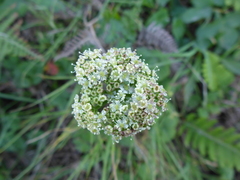 Ligusticum apiifolium