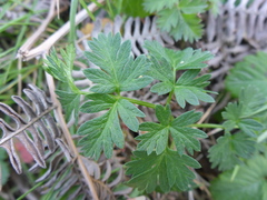 Ligusticum apiifolium