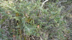 Juniperus communis communis