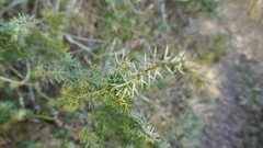 Juniperus communis communis