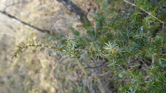 Juniperus communis communis