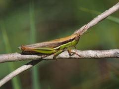 Bermius odontocercus