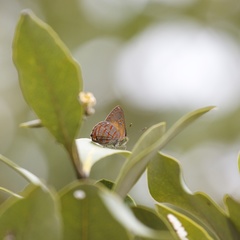 Hypochrysops apelles