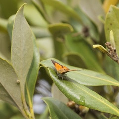 Hypochrysops apelles