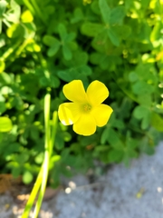 Oxalis pes-caprae