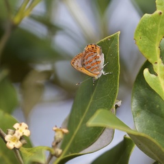Hypochrysops apelles