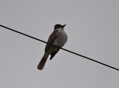 Tyrannus caudifasciatus taylori